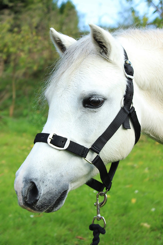 Gallop Headcollar & Lead Rope Set Black
