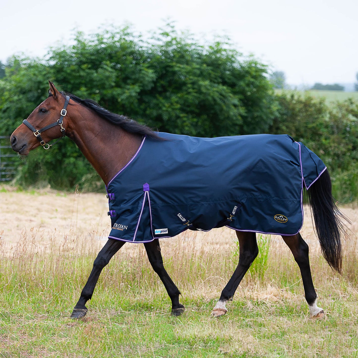 Gallop Trojan Duraproof 5-point Std Lightweight Turnout Navy