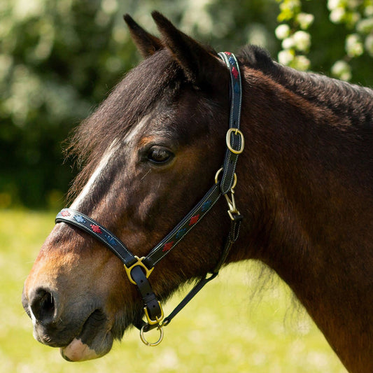 Gallop Diamond Padded Leather Headcollar Navy / Burgundy