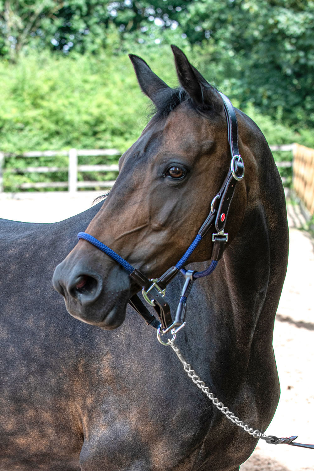Whitaker Raywell Soft Rope Headcollar - Brown/Navy
