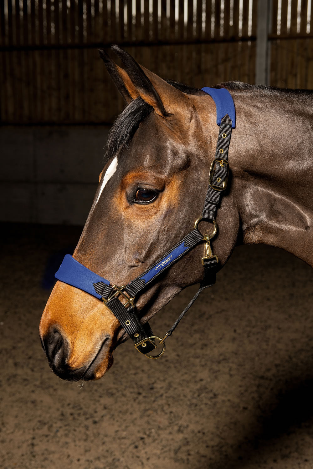 Whitaker Harewood Headcollar - Navy