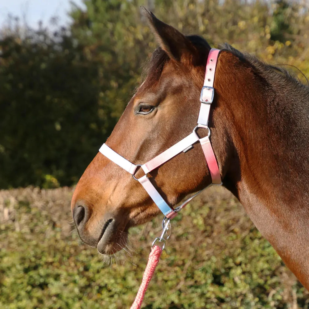 Hy Equestrian Ombre Head Collar & Lead Rope