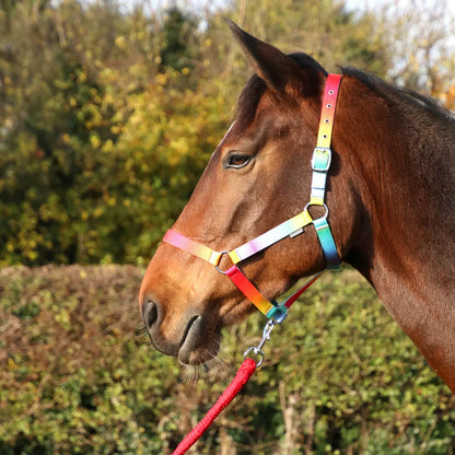 Hy Equestrian Ombre Head Collar & Lead Rope