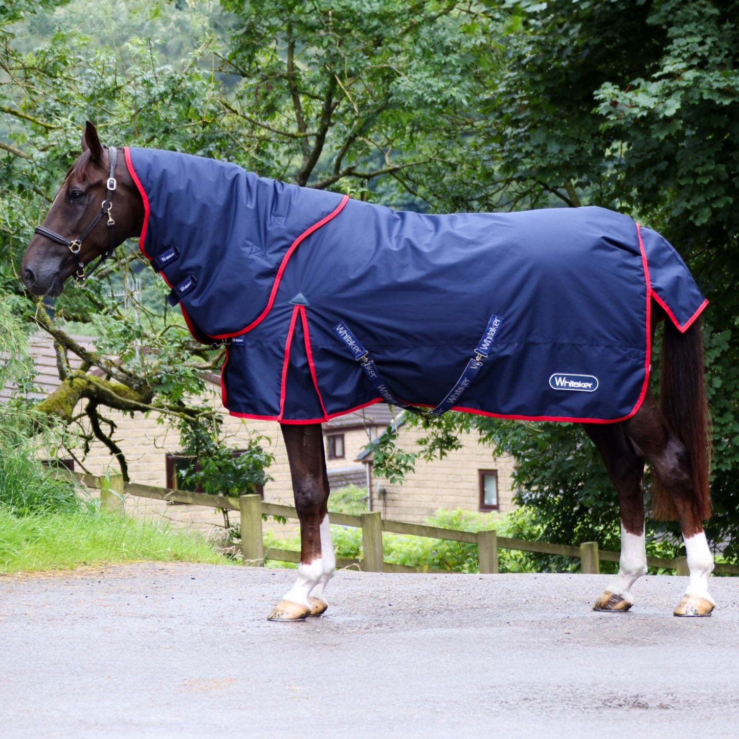 Whitaker Rastrick V2 250g Turnout Rug