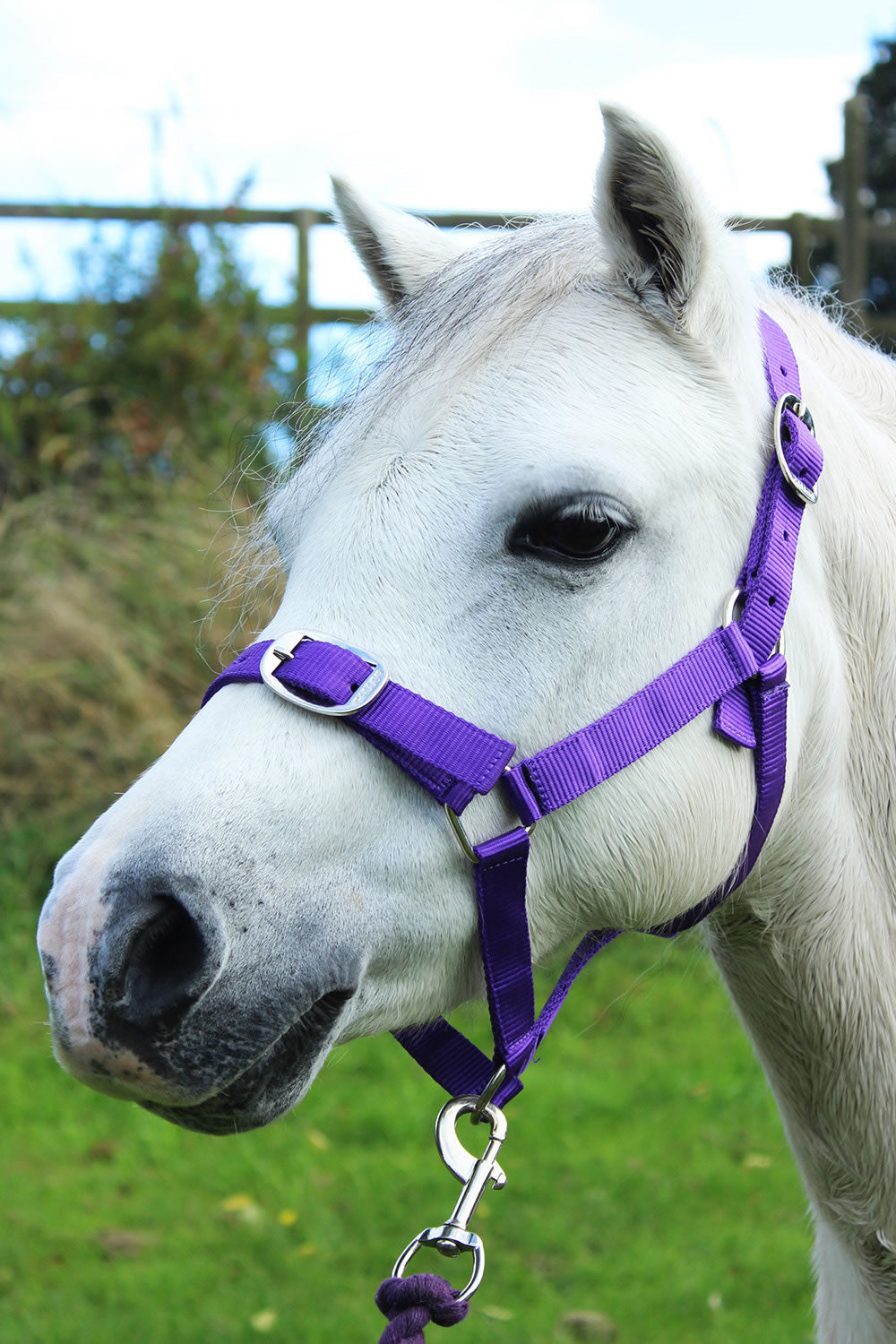 Gallop Headcollar & Lead Rope Set Purple