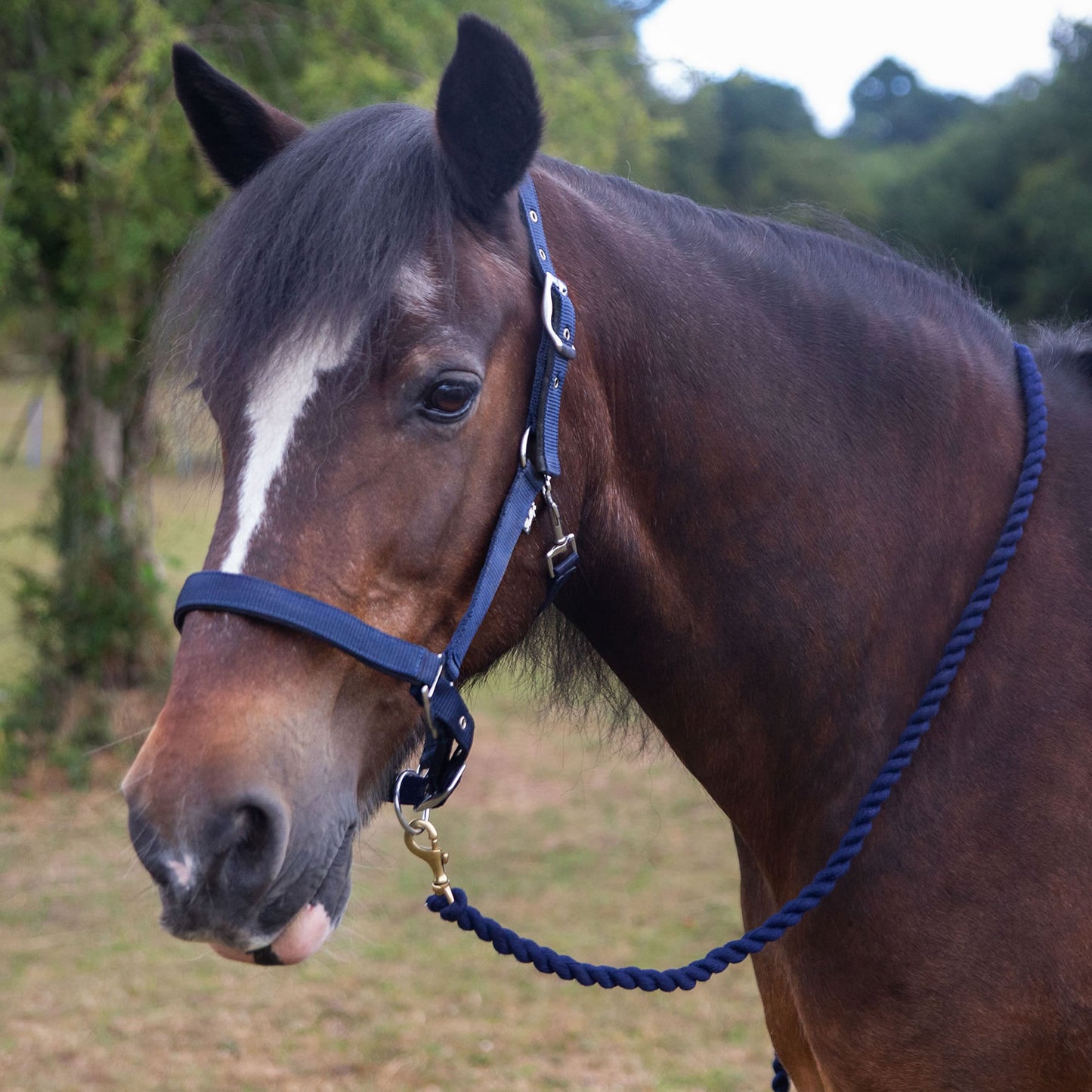 Gallop Premium Padded Headcollar With Lead Rope Navy