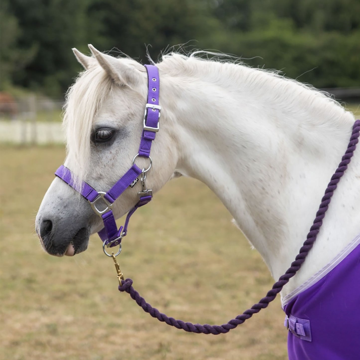 Gallop Premium Padded Headcollar With Lead Rope Purple