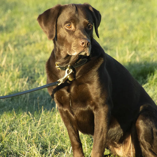 Benji & Flo Deluxe Padded Leather Dog Collar