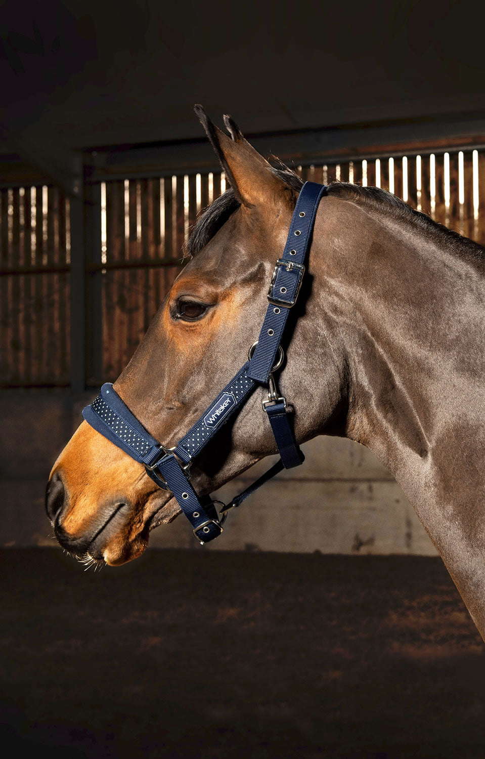 Whitaker San Francisco Headcollar - Navy