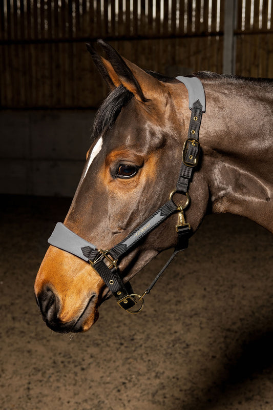 Whitaker Harewood Headcollar - Grey