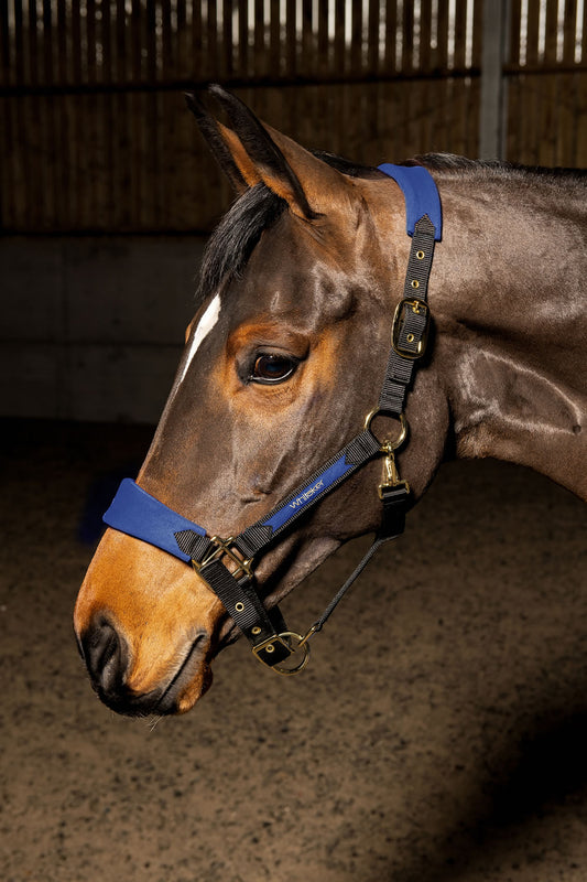 Whitaker Harewood Headcollar - Navy