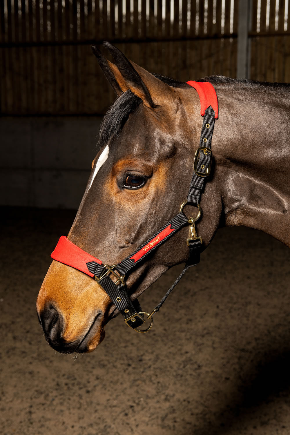 Whitaker Harewood Headcollar - Red