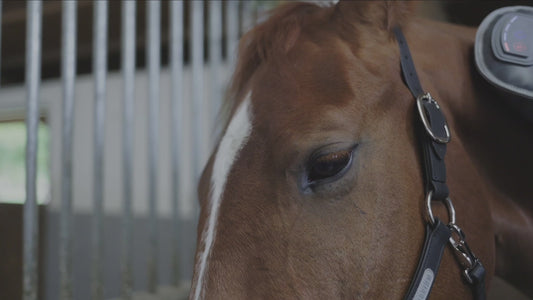 Equilibrium Massage Mitt Hotspot