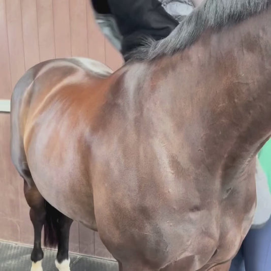 Equilibrium Therapy Magnetic Rug